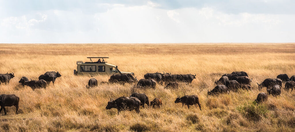 A jeep in Serengeti during a Tanzania Safari